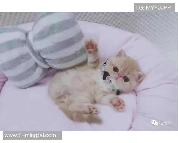 如何正确保养和收藏足球明星卡片以保持其价值和品质